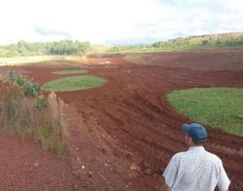 Grama para Campo de Golfe Direto Do Produtor