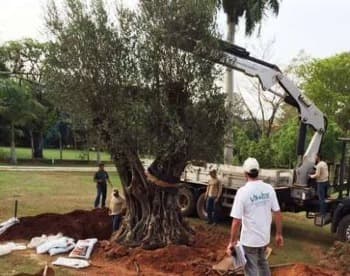 Paisagismo e Jardinagem em Itu