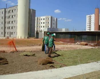 Plantio de Grama Esmeralda em Placas