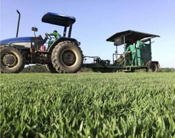 Produtor de grama Esmeralda em Maringá