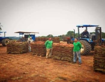 Produtor de Grama Esmeralda No Parana